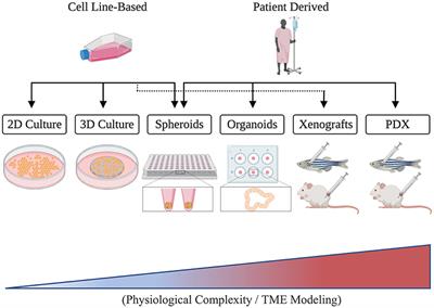 Unveiling Tumor Microenvironment Interactions Using Zebrafish Models